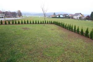 CIPRESE POKOPALIŠČE RAKEK 02 FOTO LJUBO VUKELIČ